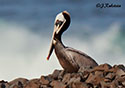 Pelecanus occidentalis